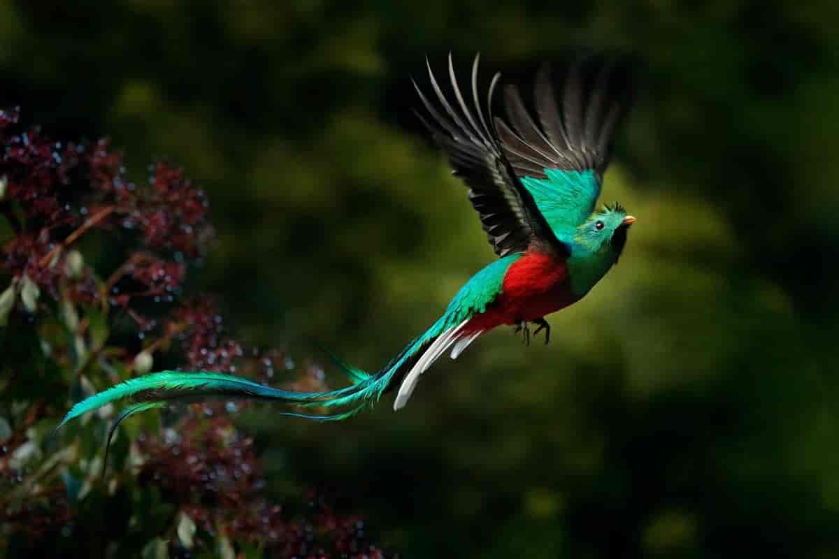 En fugl flyr med utstrakte vinger mot en mørk bakgrunn ute av fokus. Foto