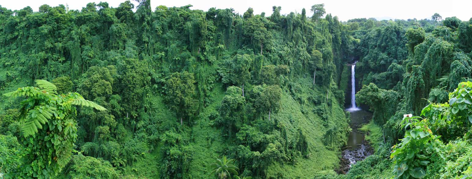 Grønn tettvokst regnskog. Helt til høyre i bildet er en høy, smal foss. Foto