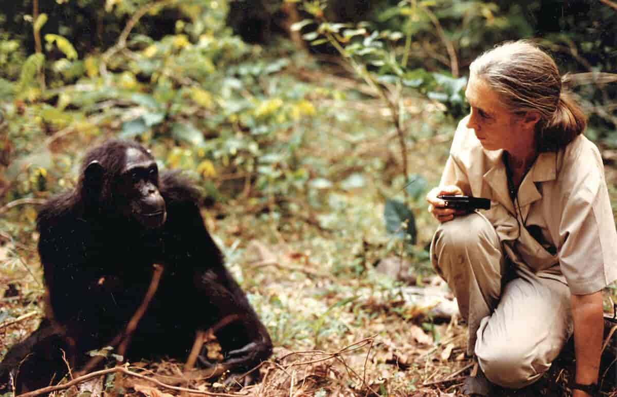 Fotografi av en sjimpanse og Jane Goodall