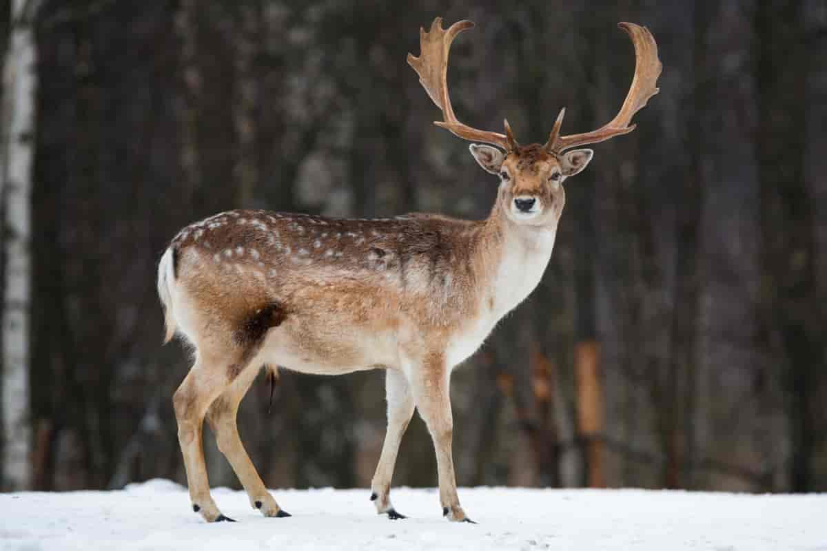 En dåhjort med store horn står på snø med mørk skog i bakgrunnen. Foto