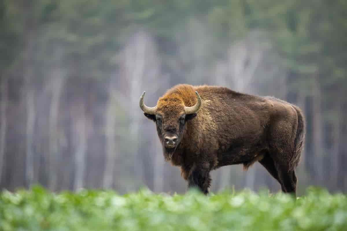 En bison ser mot kamera. I bakgrunnen er det skog som er ute av fokus. Foto