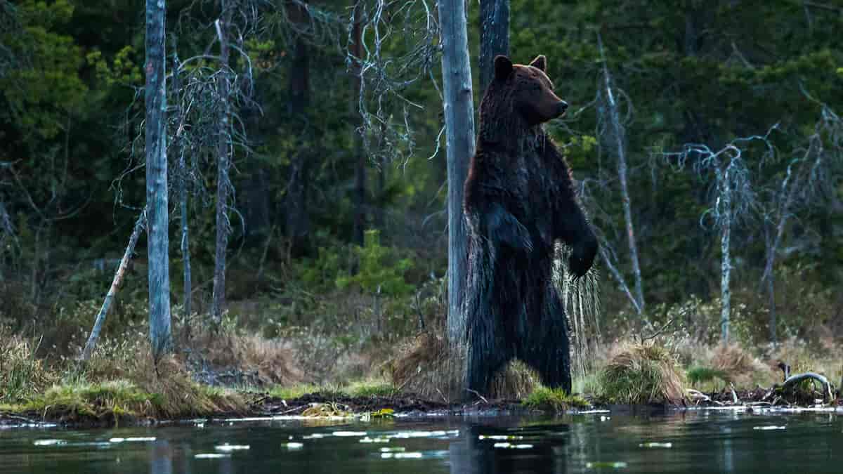 Ein brunbjørn står oppreist på bakbeina. Ein kan sjå at bjørnen er høg og stor, mykje større enn menneske. 