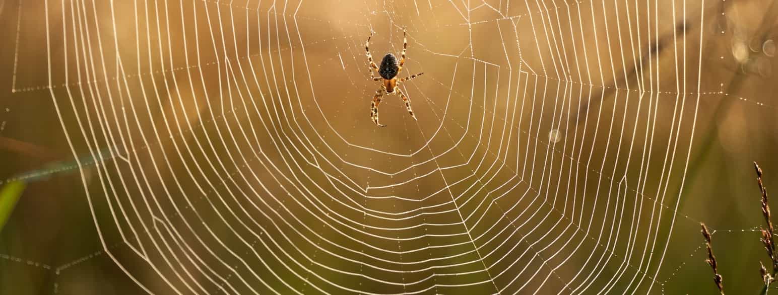 En edderkopp sitter midt i spindelvevet sitt. Spindelvevet er laget som flere sirkler som ligger utenfor hverandre. Silken det er laget av, er veldig tynn og nesten gjennomsiktig. 