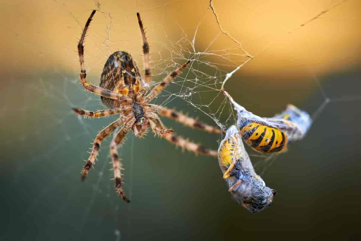 En edderkopp har fanget to veps i nettet sitt. Så har den pakket inn vepsene med mer silke, og de ligger lagret i nettet. 