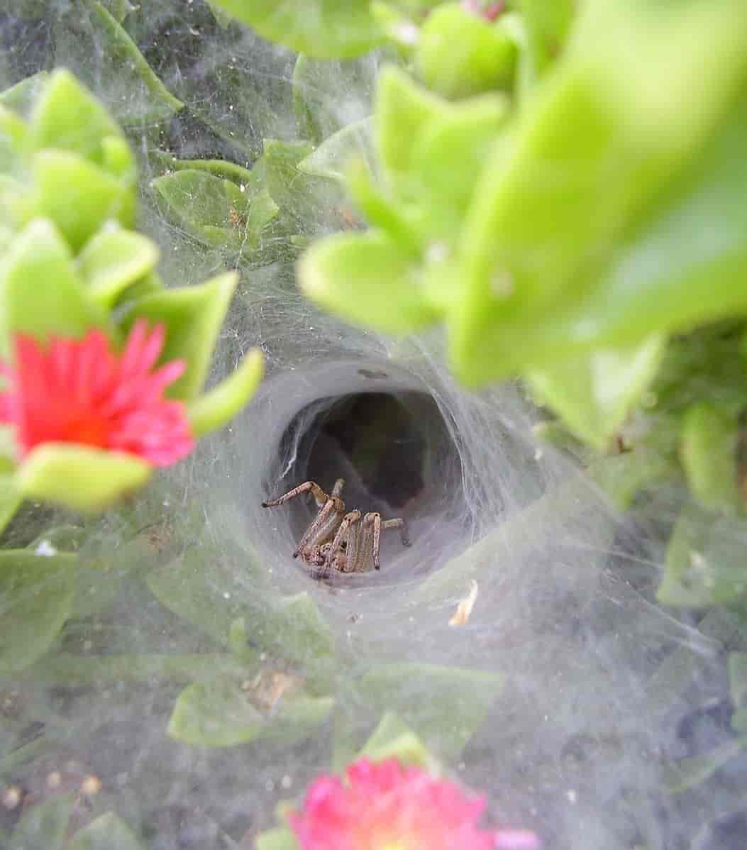 En traktedderkopp sitter inne i en gang i et tett nett og venter på et bytte. 