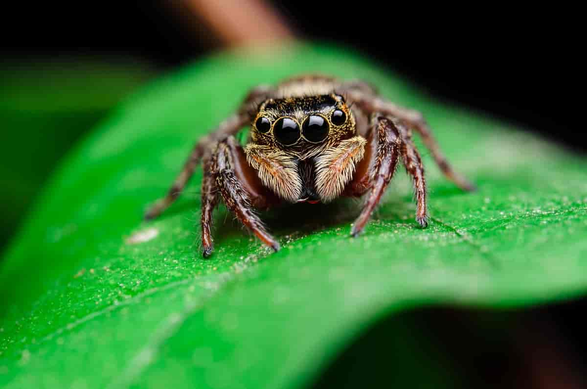 Edderkopp sitter på et blad. Den har en rekke med fire store øyne som ser svarte ut. Over disse er det to øyne til.
