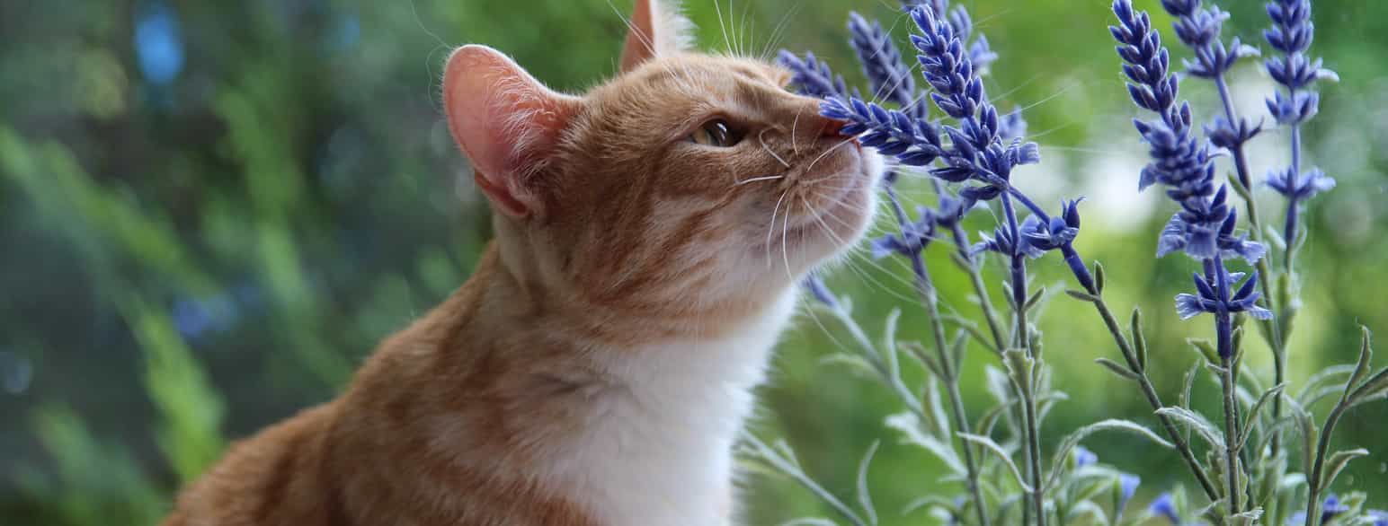 Katt lukter på en blomst