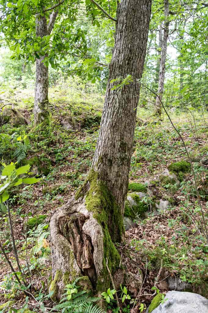 Stubbeskudd på vintereik (Quercus petraea)
