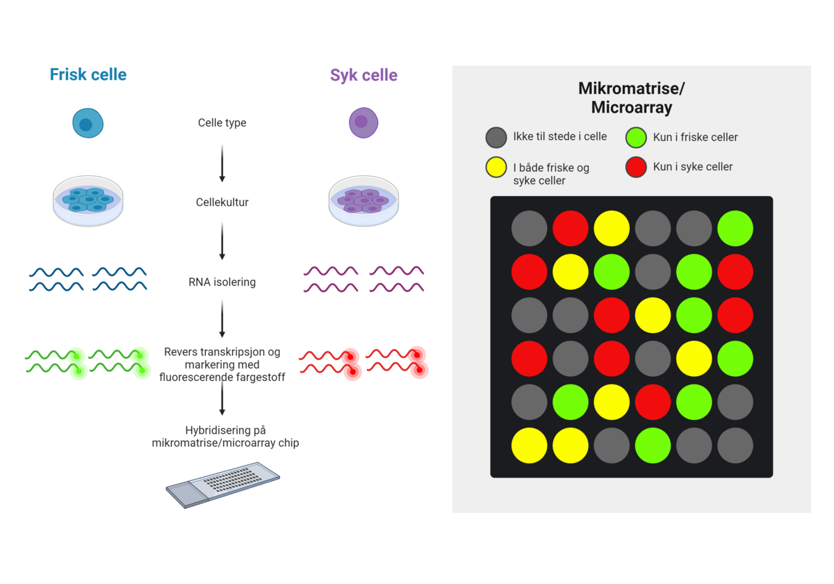 Mikromatrise/Microarray er en metode for å analysere genuttrykk