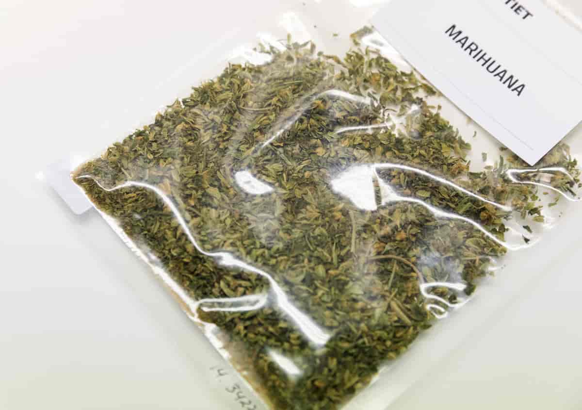 Grønne, tørkede små blader som minner om te i en bevispose fra politiet. På posen står det marihuana. 