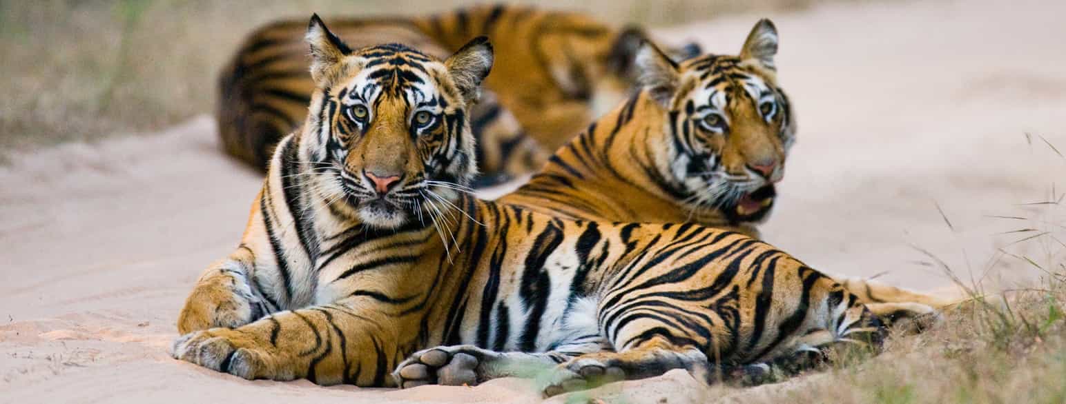 Tre tigre ligger på en vei med lys sand. To av dem ser rett mot kamera. Den tredje ligger ned, og man ser bare stripene i svart og brunoransj over ryggen, og ørene som stikker opp uskarpt bak de to andre. Foto