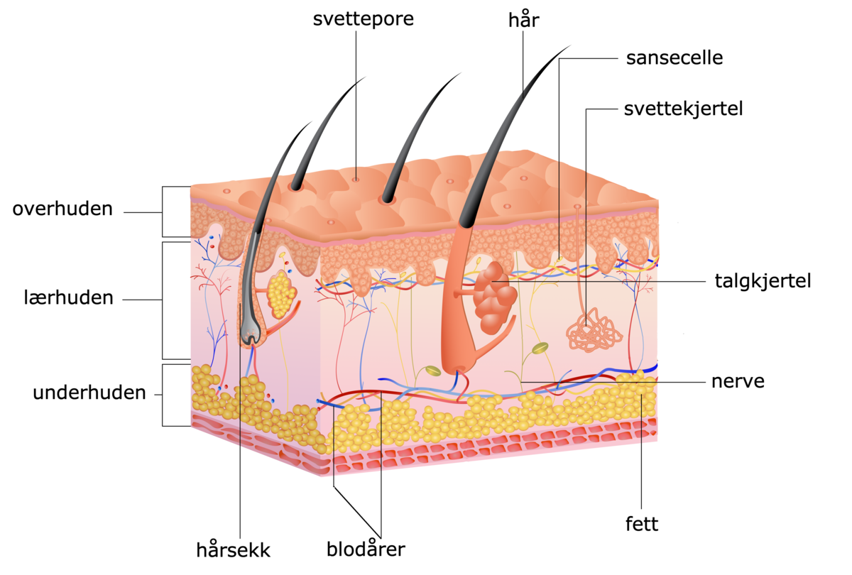 Figur som viser overhuden, lærhuden, som er omtrent tre ganger så tykk som overhuden og underhuden. I lærhuden ligger det hårsekker, blodårer, talgkjertler, nerver og svettekjertler. 