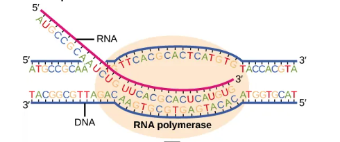 RNA-polymerase