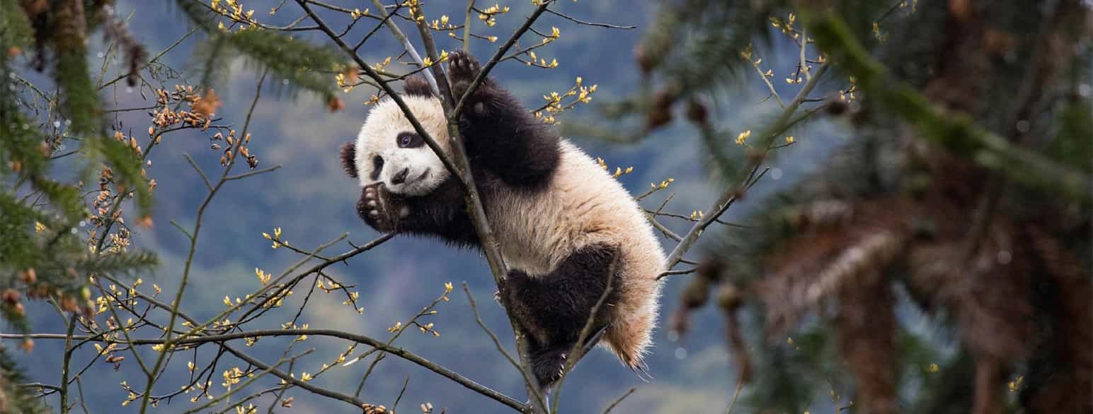 En panda i et tre med tynne grener og hvite knopper. Foto