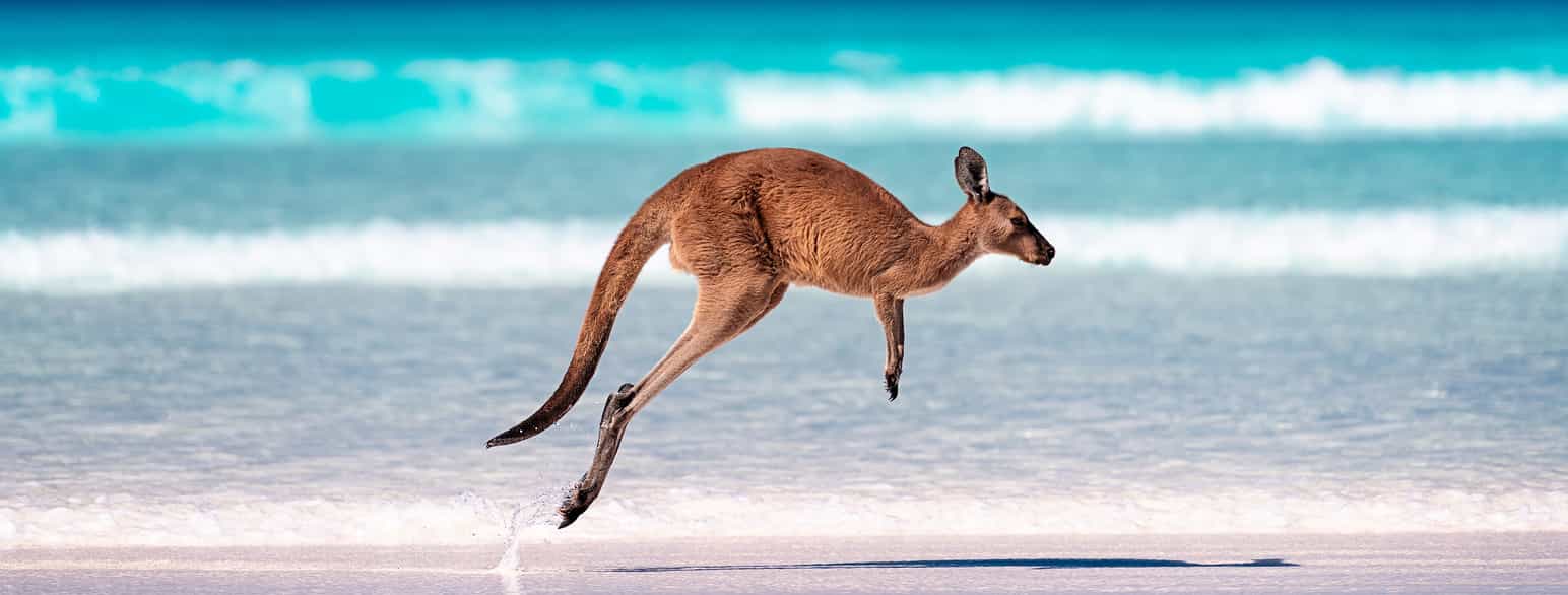 En gråbrun kenguru på en strand med lys sang og turkis hav midt i et hopp. Foto