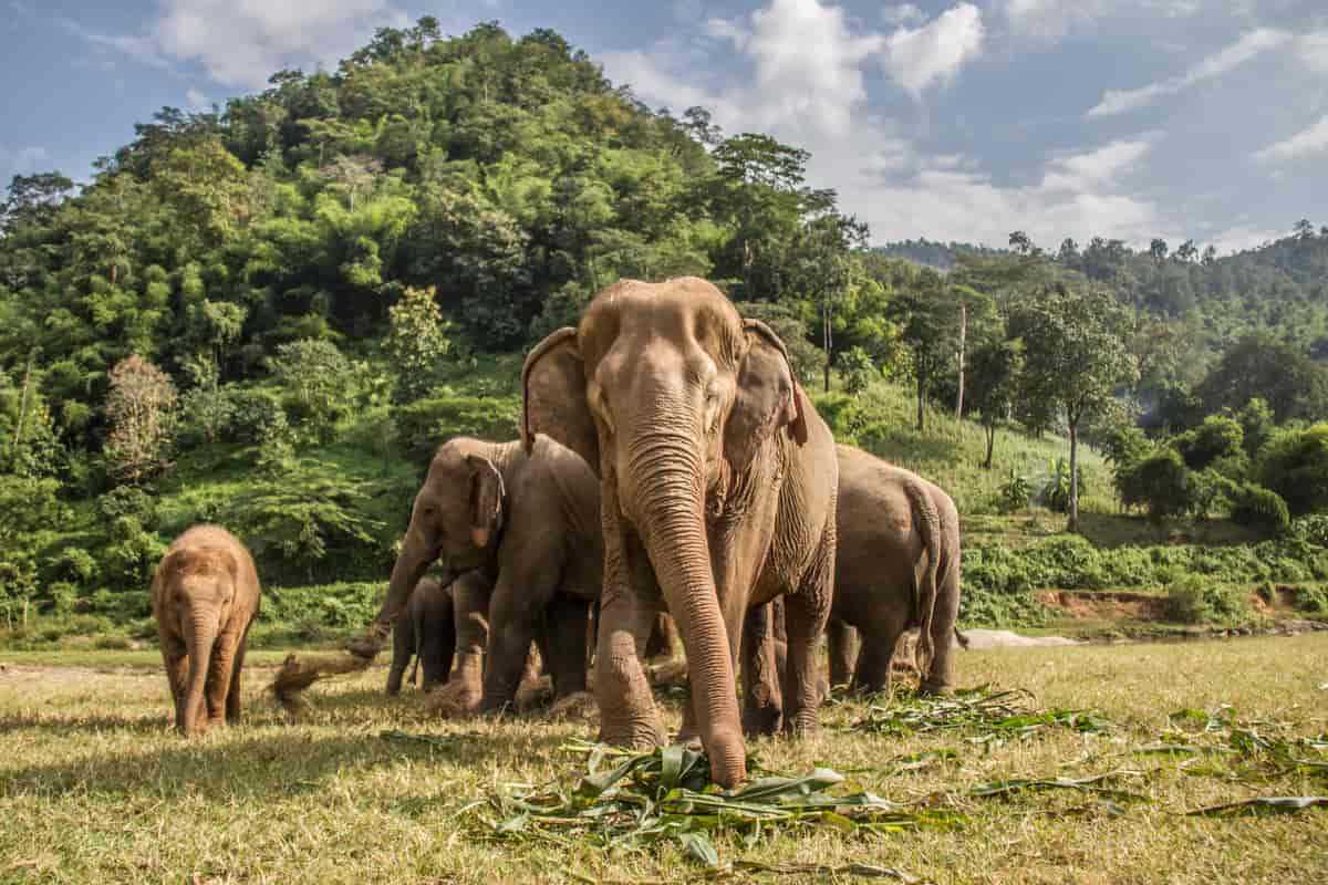 en flokk elefanter som ser mot kamera. spiser busker fra bakken.
