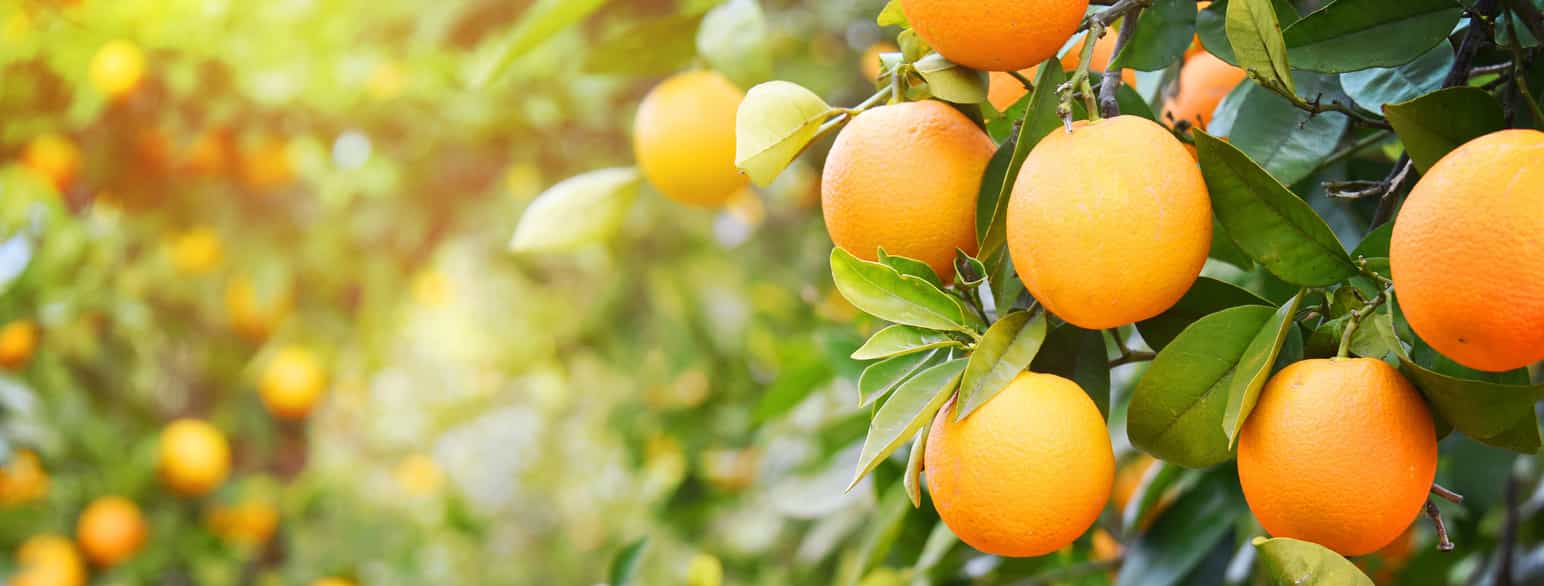 Grener med oransje appelsiner og grønne blader i sollys. Appelsinene til høyre i bildet er i fokus, til venstre skimter man flere trær og frukter i ufokus. Foto