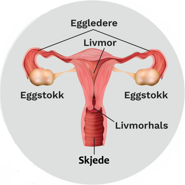 Figur som viser hvordan de indre kjønnsorganene henger sammen. Åpningen inn går gjennom et rør som heter vagina eller skjeden. Skjeden leder til livmorhalsen, som leder til livmora. To eggledere går fra livmora til hver sin eggstokk. 