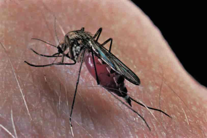 Mygg som suger blod fra menneske.
