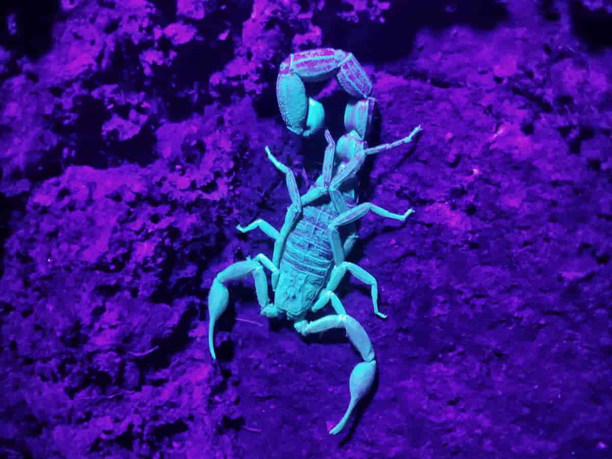 En skorpion som lyser i lilla mot svart bakgrunn.