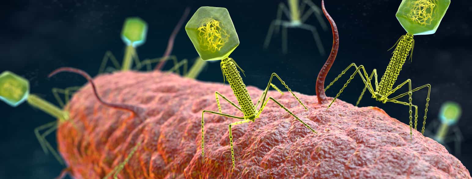 Figur av bakteriofag, med hode, kropp og mange bein. 