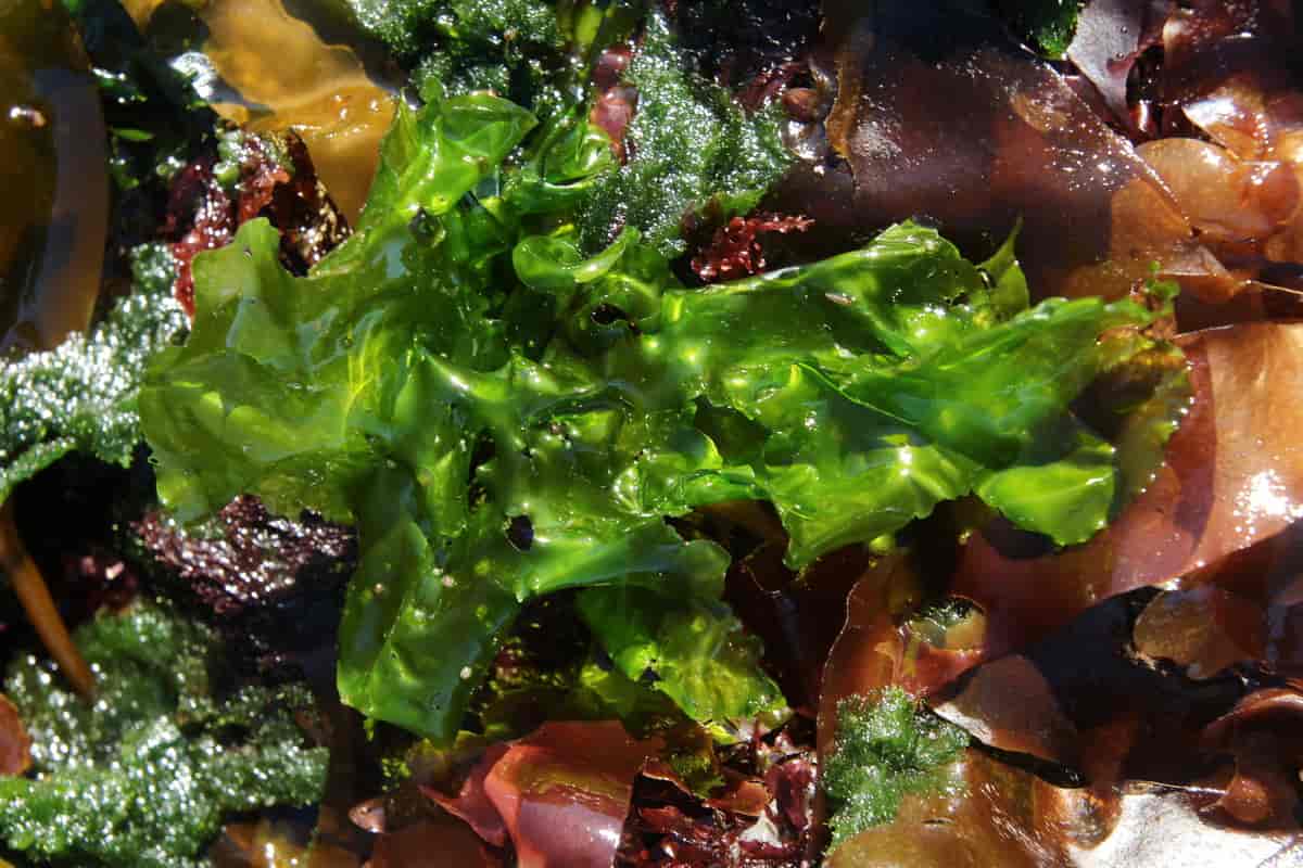 Havsalat er en bladaktig marin grønnalge