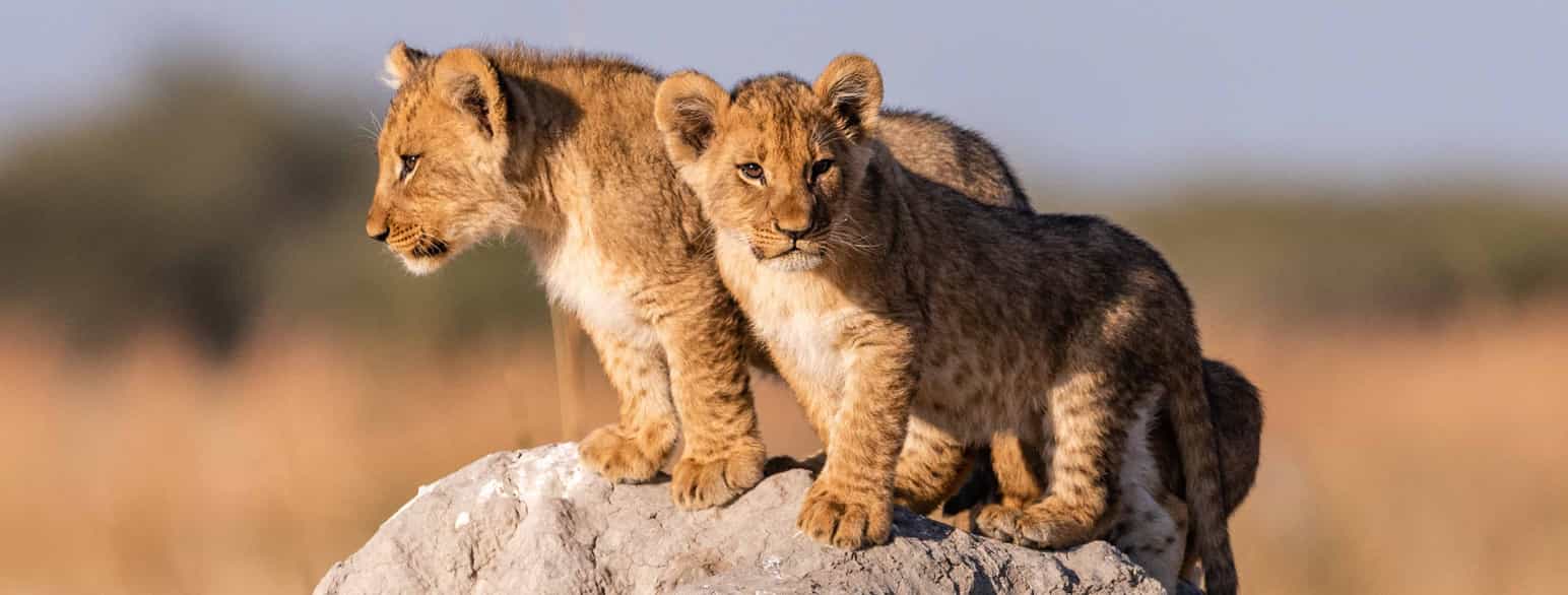 Nærbilde av to løveunger som sitter på en stein. Foto