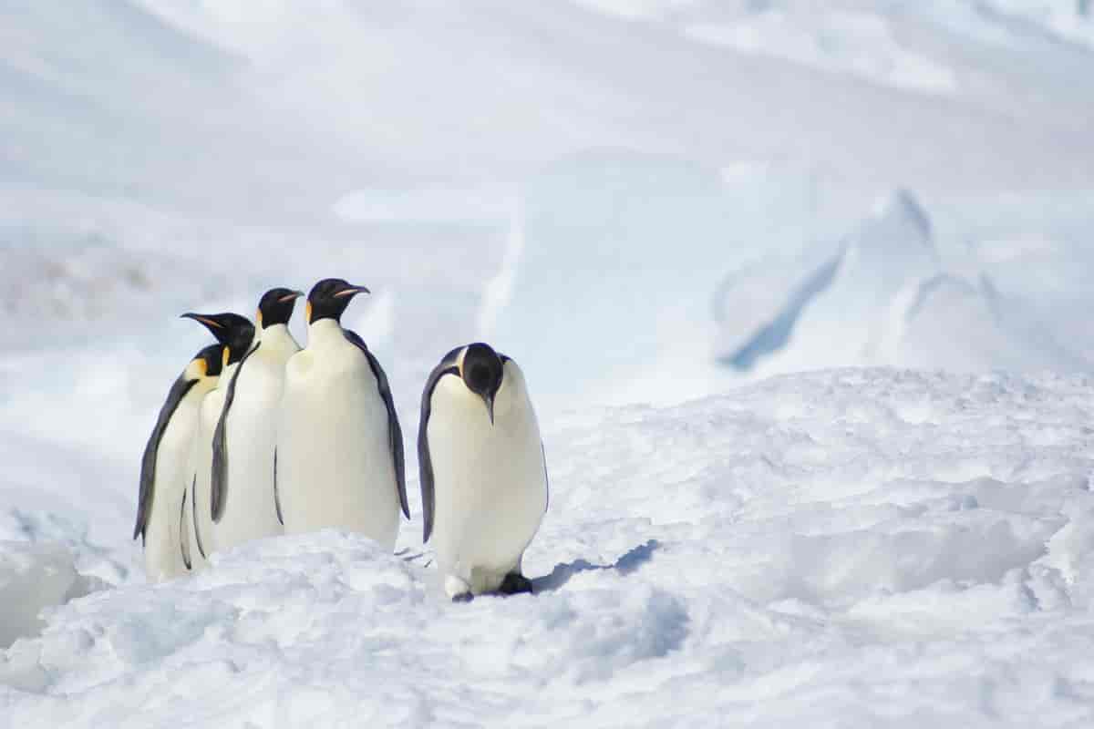 fem pingviner står i et landskap av is.