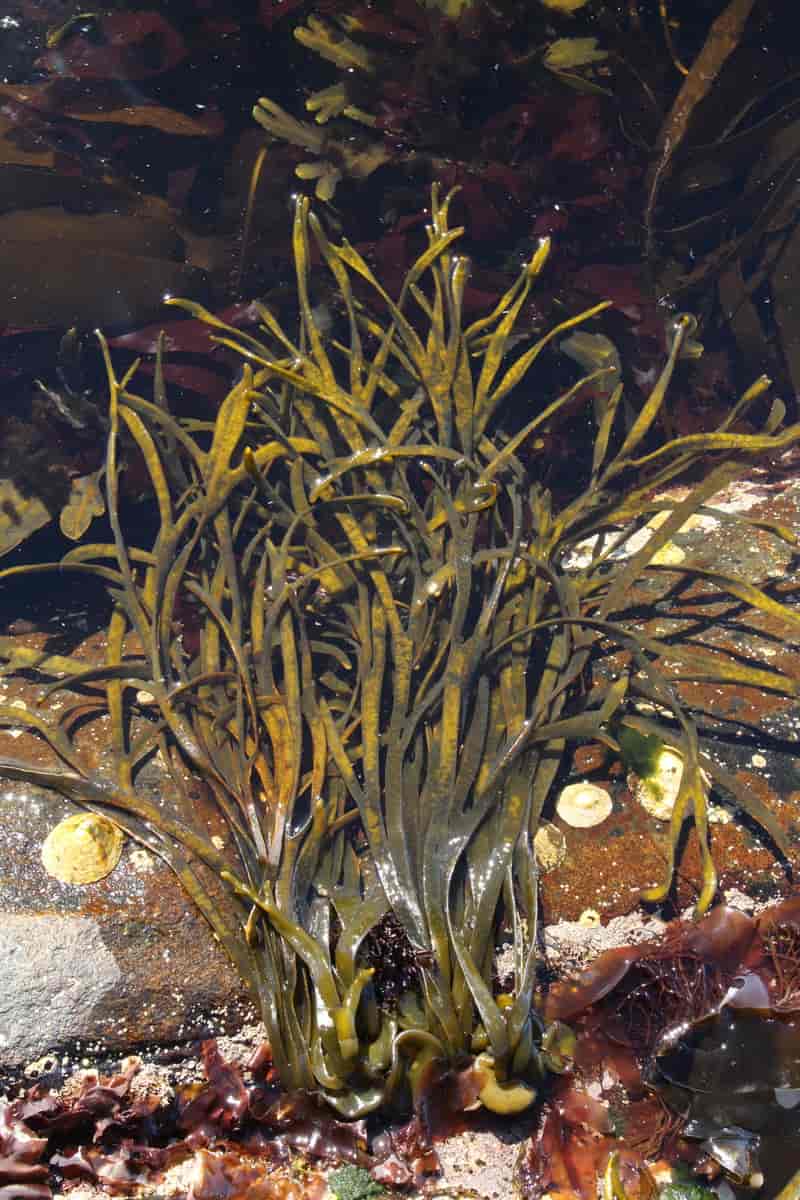 Brunalgen knapp- og remtang - Himanthalia elongata