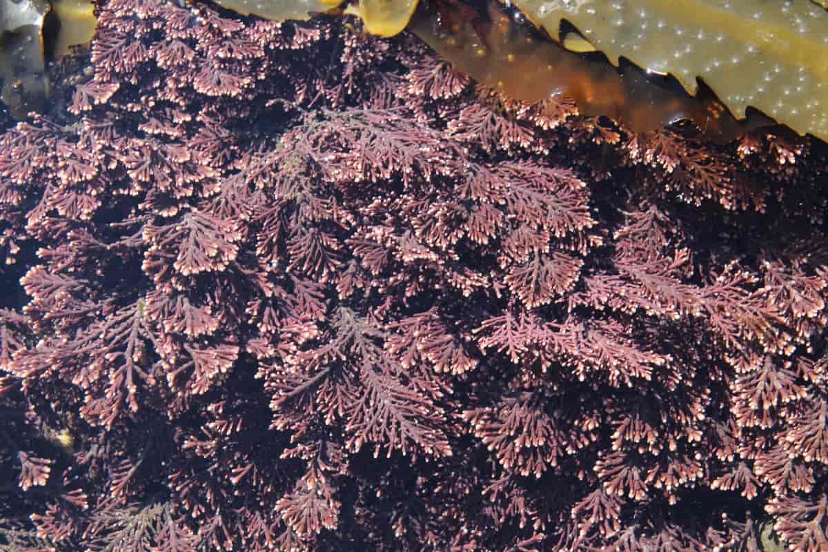 Krasing - Corallina officinalis