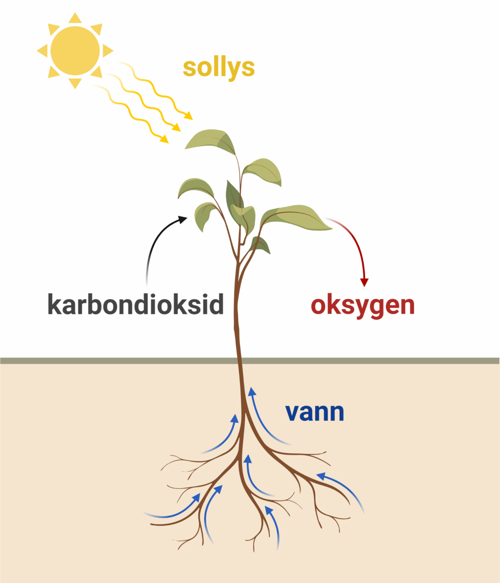 Tegningen viser en plante under og over jorden. Under jorden er røttene. Blå piler viser at vann blir fraktet opp gjennom røttene. Over jorden er stengelen og blader. Til venstre står det karbondioksid med en pil mot bladene. Til høyre står det oksygen, med en pil fra blader ut i lufta. Øverst på tegningen er det en sol med piler ned mot planten. Det står sollys ved siden av pilene.