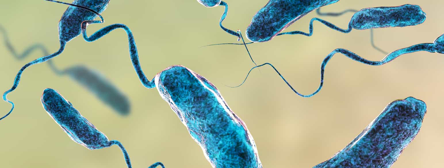 Vibrio-bakterier