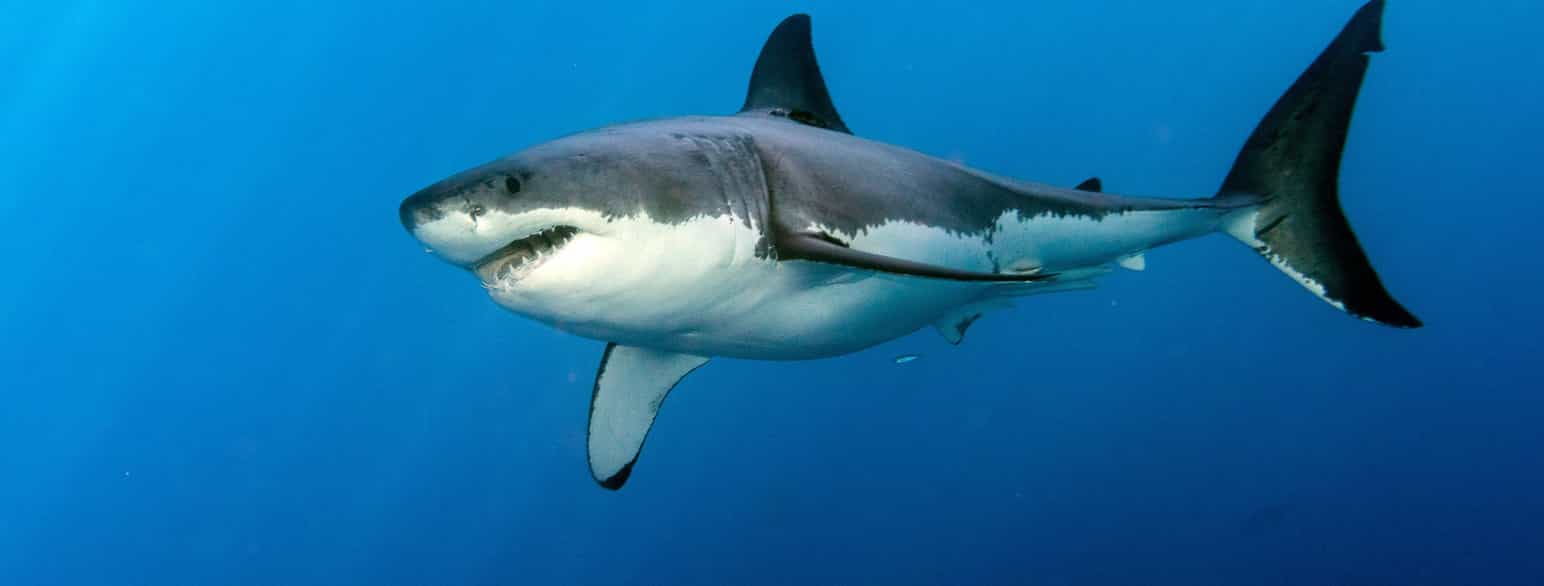 Fotografi av hvithai under vann. Haien har grå rygg, hvit underside og store tenner. 