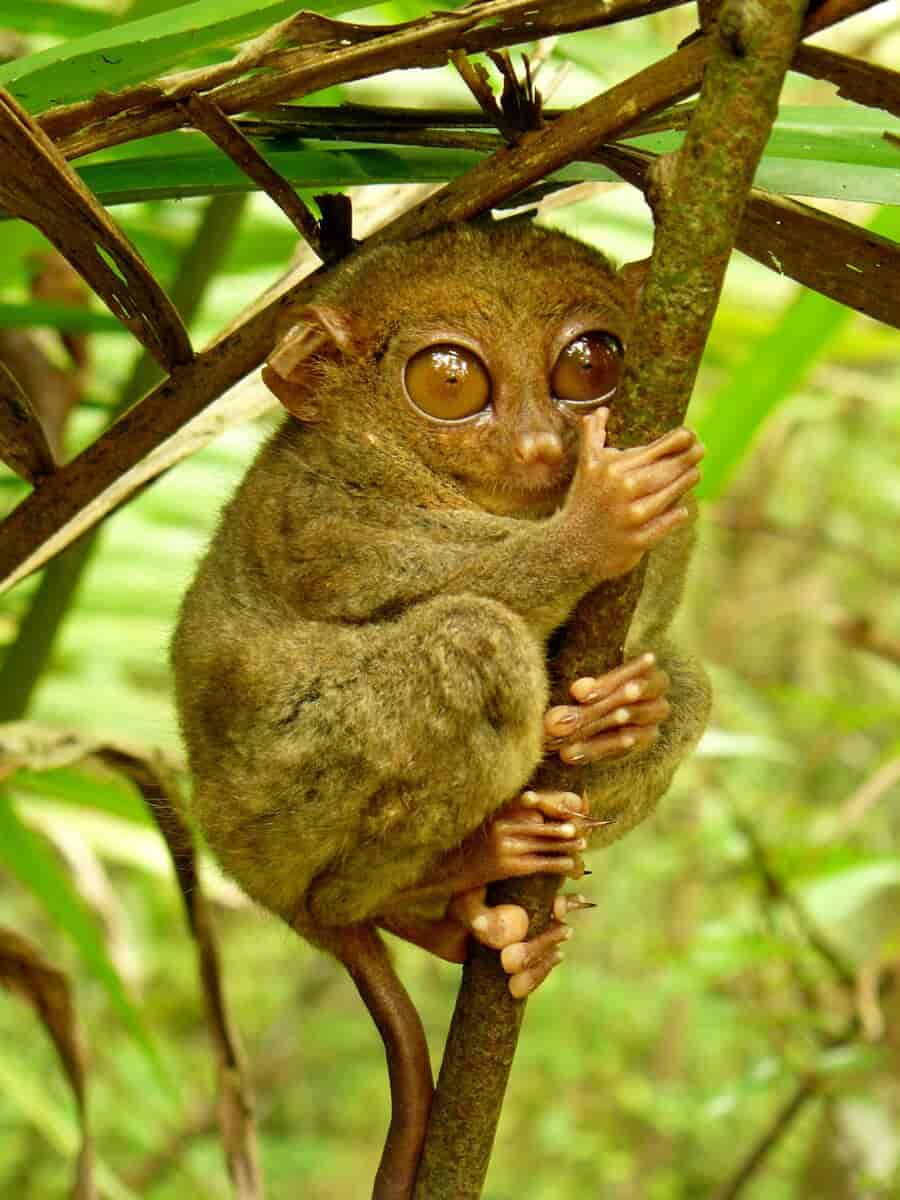 ape med store øyne holder rundt en gren. Grønne planter i bakgrunn ute av fokus. foto