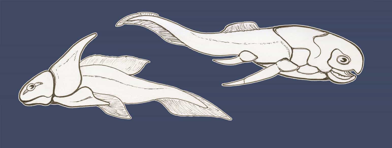 Tegning av to fisker. Den ene har et slags panser over hodet og øvre del av kroppen. Den andre har en spissopp fra hodet. Håndtegning