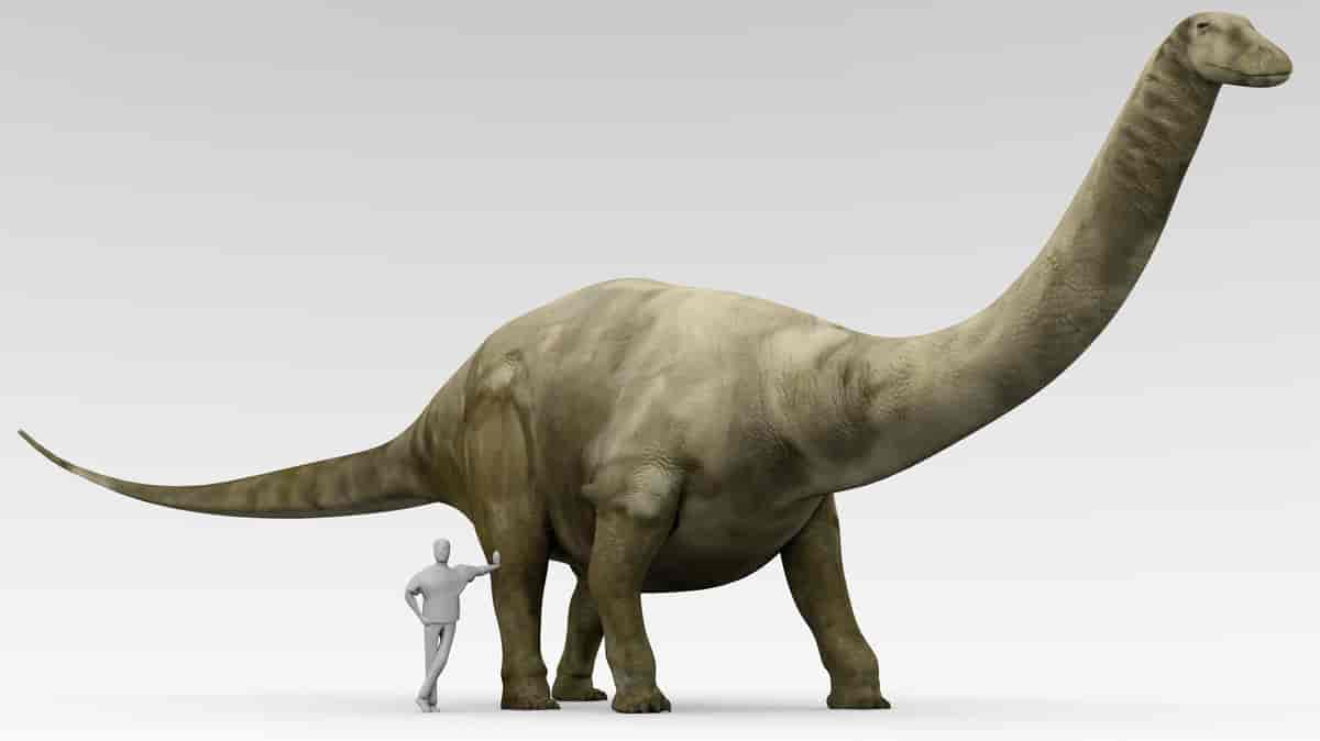 En stor dinosaur med diger kropp, lang hals, lite hode og lang hale. Ved siden av dinosauren er det tegnet en mann som støtter seg til det ene bakbeinet. Han når opp til litt på låret av dyret. Tegning