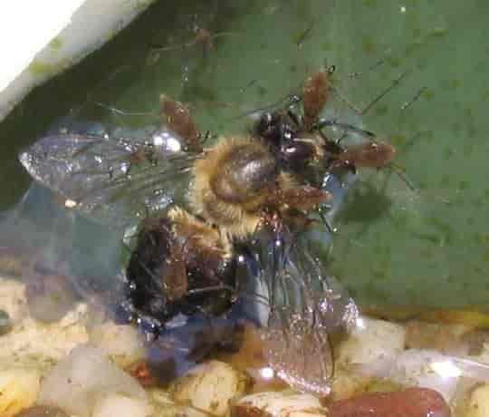 Drowned honey bee surrounded by juvenile Gerridae. Garden pond in Munich, Germany