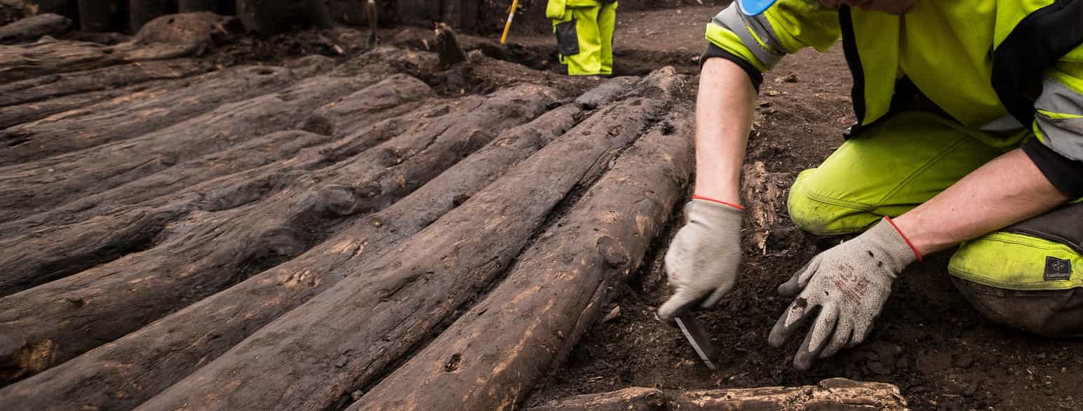 Foto av mennesker i arbeidsklær og hansker som graver ut tømmerstokker fra jord med et lite verktøy.