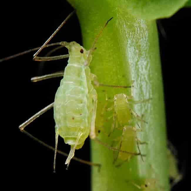 The pea aphid Acyrthosiphon pisum, an emerging genomic model organism.