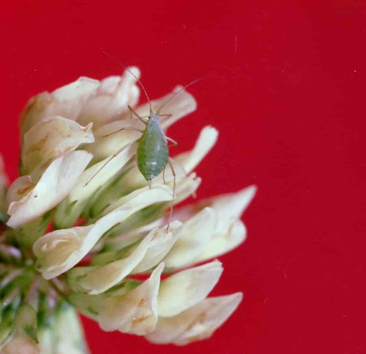 pea aphid (Acyrthosiphon pisum) (Harris, 1776)