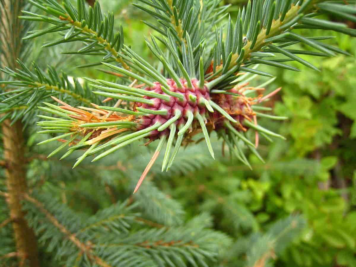 Picea engelmannii shoot with gall caused by Adelges cooleyi. Trout Lake, Cascades mountains, Washington.