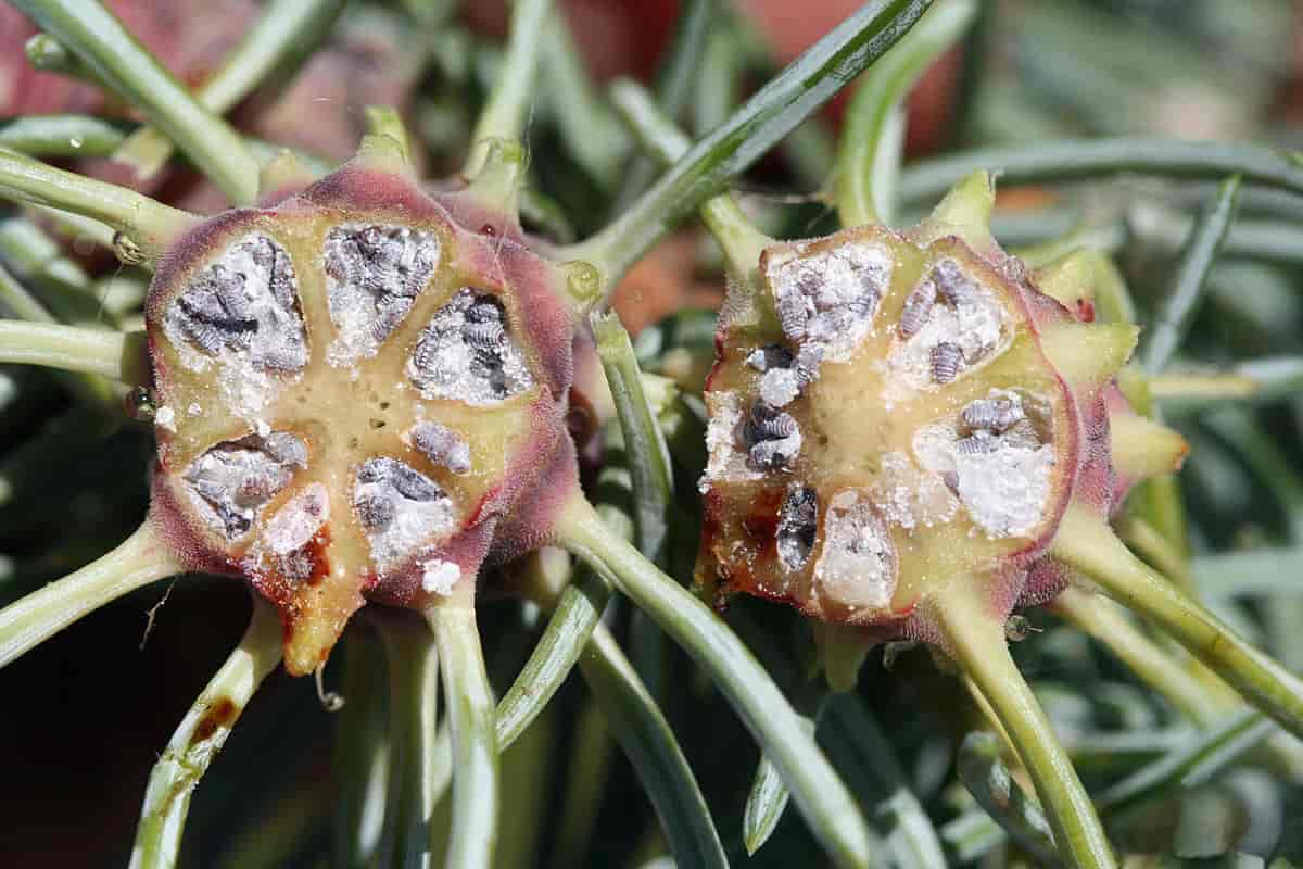 Gall on Picea pungens with late stage nymphs exposed within gall chambers 