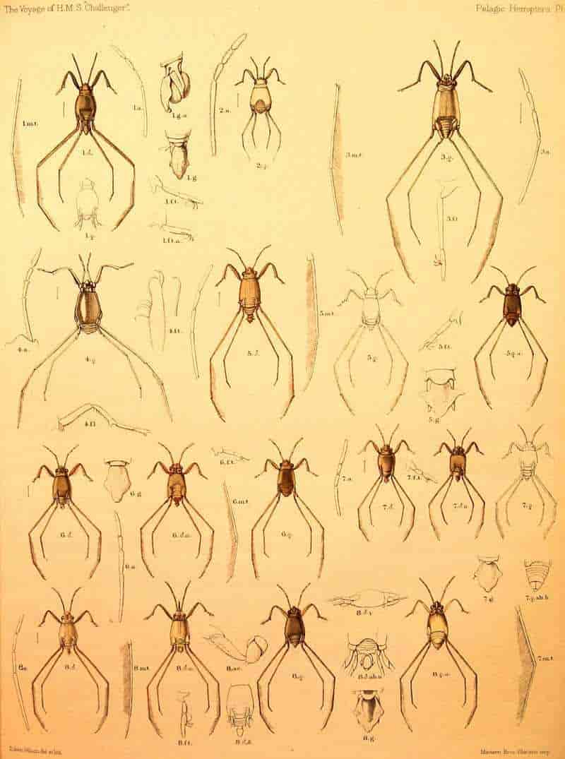 Plate from the Challenger Report on the Pelagic Hemiptera.