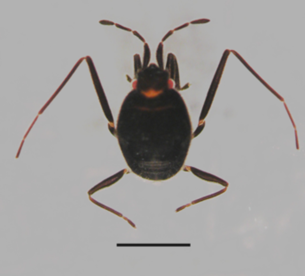 Halovelia septentrionalis Male adult. Scale = 1 mm 