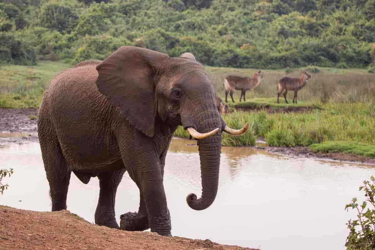 Elefant i Aberdare nasjonalpark, Kenya