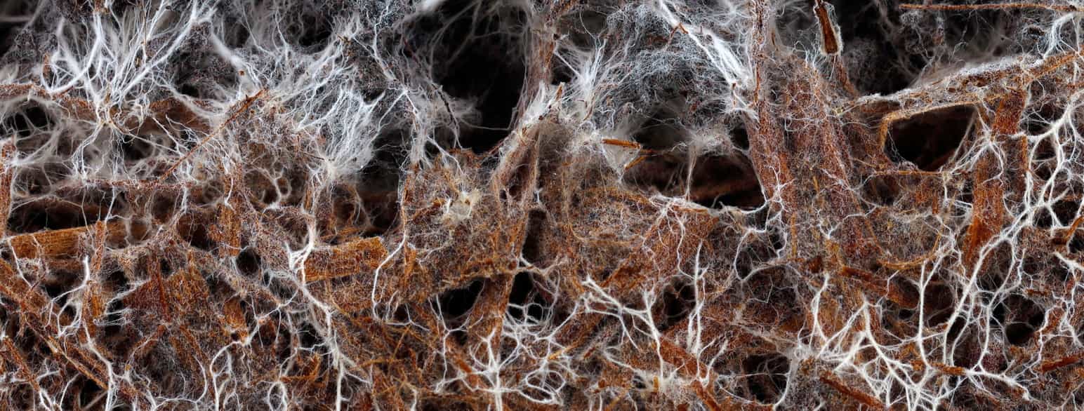 Sopprot, mykorrhiza