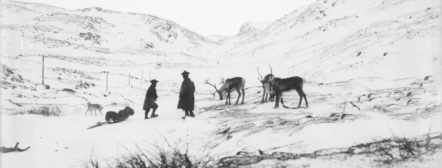To personer, tre reinsdyr og en hund i et landskap dekket av et tynt lag snø. Ved sidene av personene er en slede og et par ski. Noen kvister fra en lav busk stikker opp fra snøen i forgrunnen. Svart-hvitt foto