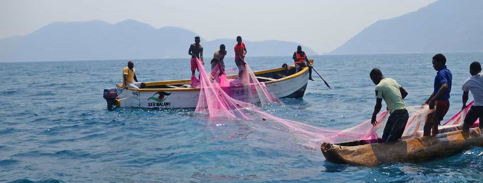 Åtte menn i to fiskebåter på den store innsjøen Malawisjøen. De drar opp et rosa garn.