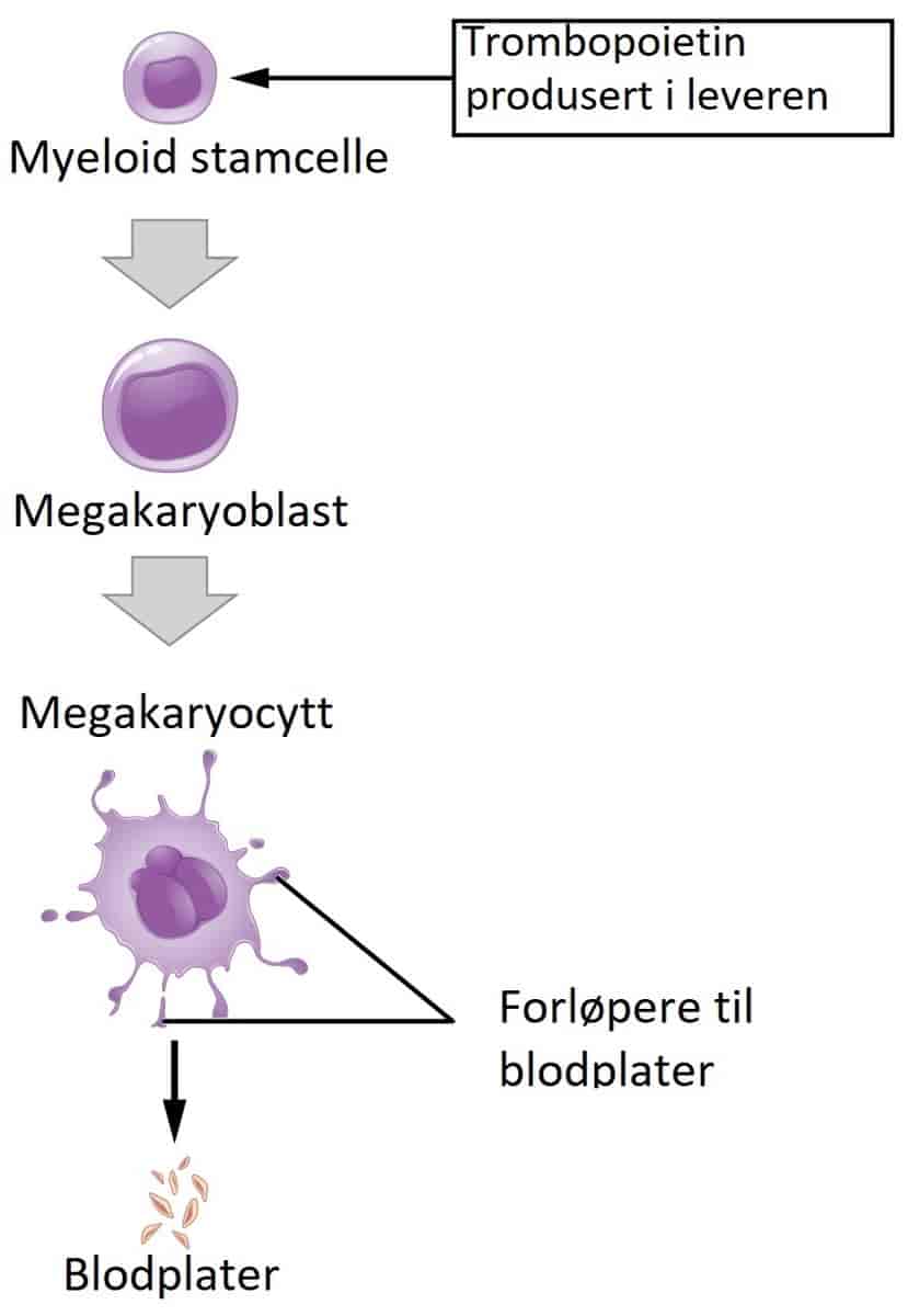 Trombopoese
