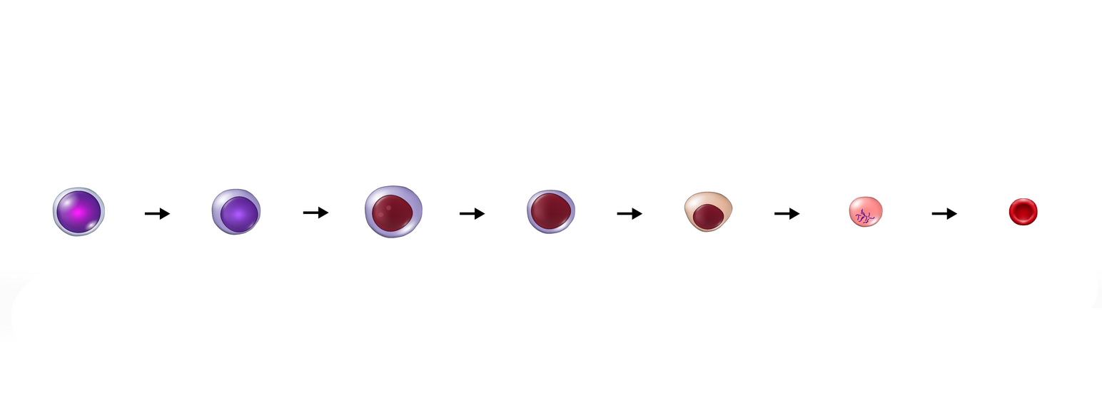 Utvikling av rød blodcelle